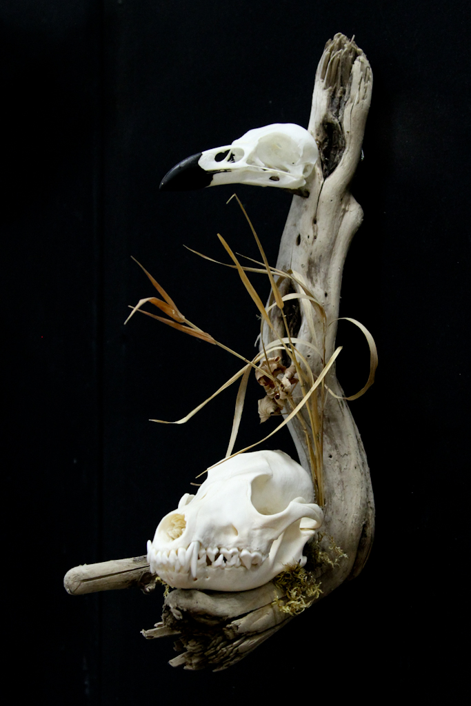 Coyote /w Raven on Driftwood - 046