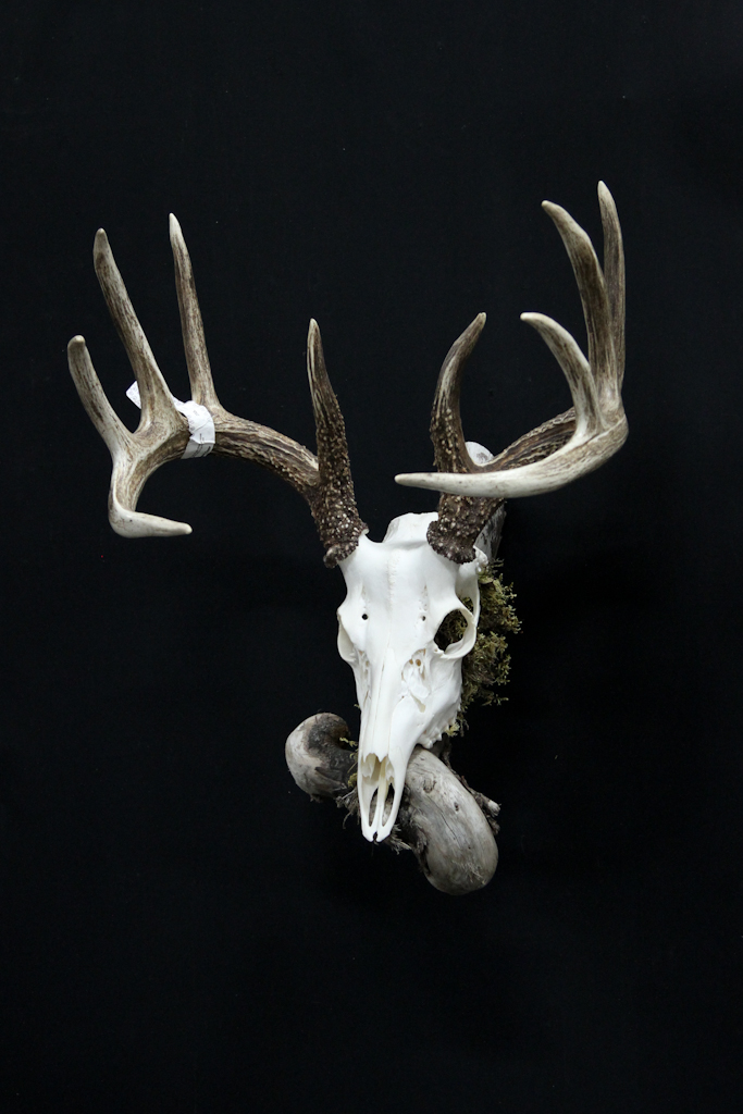 Whitetail Deer on Driftwood - 049