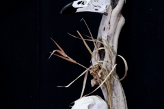 Coyote & Raven on Driftwood - 057