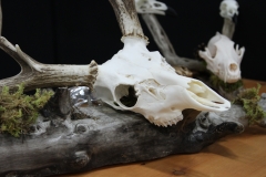 Whitetail Deer - 001