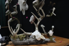 Whitetail Deer - 002