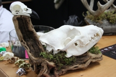 Wolf with Raven - 003