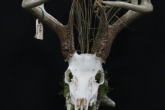 Whitetail Deer /w Driftwood - 005