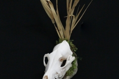 Coyote /w Driftwood - 006