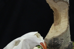 Beaver on Natural Wood - 008