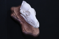 Coyote on Plaque - 009