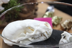 Badger & Gopher in Sand Bowl - 010