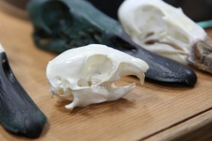 Natural Gopher - 013