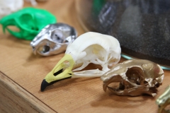 Painted Chicken & Gophers - 014