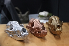 Painted Coyotes - 016