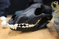 Black Painted Wolf - 017