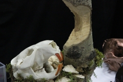 Beaver on Natural Wood - 019