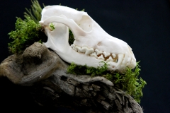 Coyote on Driftwood - 021