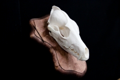 Coyote on Plaque - 022