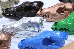 Painted Coyotes - 023