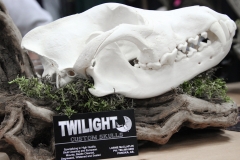 Wolf on Driftwood - 025