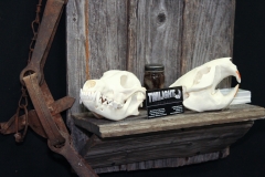 Coyote & Beavers on Barn Board - 026