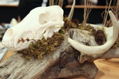 Wolf /w Deer Shed on Driftwood - 028