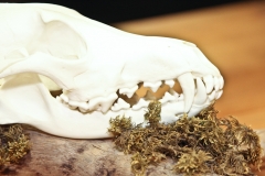 Wolf on Driftwood - 029