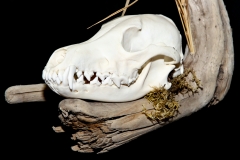 Coyote on Driftwood - 030