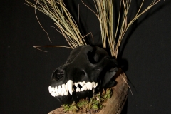 Black Wolf on Driftwood - 033