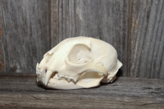 Lynx on Barn Board - 036