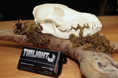 Coyote on Desk Driftwood - 040