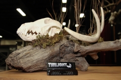 Wolf /w Deer Shed on Driftwood - 042