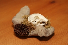 Gopher on Desk Driftwood - 043