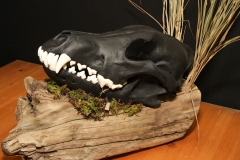 Painted Wolf on Driftwood - 045