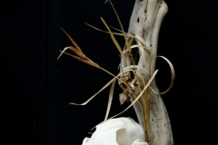 Coyote /w Raven on Driftwood - 046