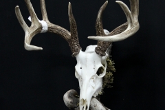 Whitetail Deer on Driftwood - 049