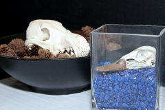 Coyote and Duck in Bowls - 051