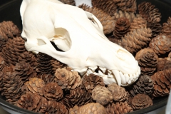 Coyote in Spruce Cones - 052