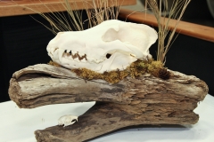 Wolf & Gopher on Driftwood - 053