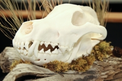 Closeup on Wolf - 054