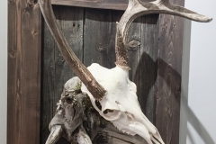 Whitetail Deer on Driftwood & Barn Board Mount - 061