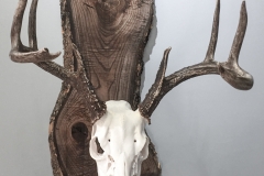 Whitetail Deer on Natural Plank - 062