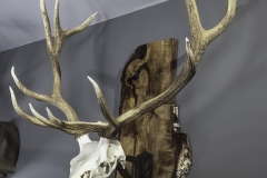 Elk on Natural Plank - 065