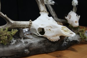 Twilight Custom Skulls - 001