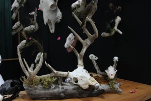 Twilight Custom Skulls - 002