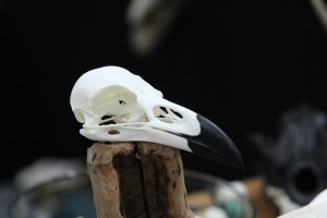 Twilight Custom Skulls - 004