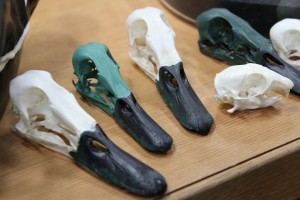 Twilight Custom Skulls - 012