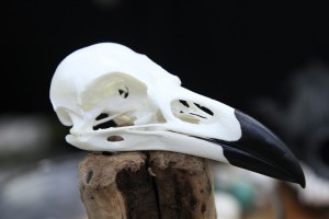Twilight Custom Skulls - 015