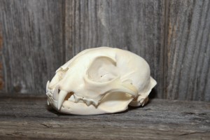 Twilight Custom Skulls - 036