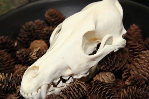 Twilight Custom Skulls - 041