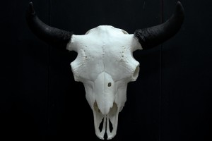 Twilight Custom Skulls - 047