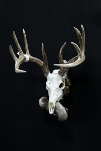 Twilight Custom Skulls - 049
