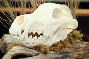 Twilight Custom Skulls - 054