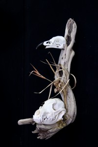 Twilight Custom Skulls - 057